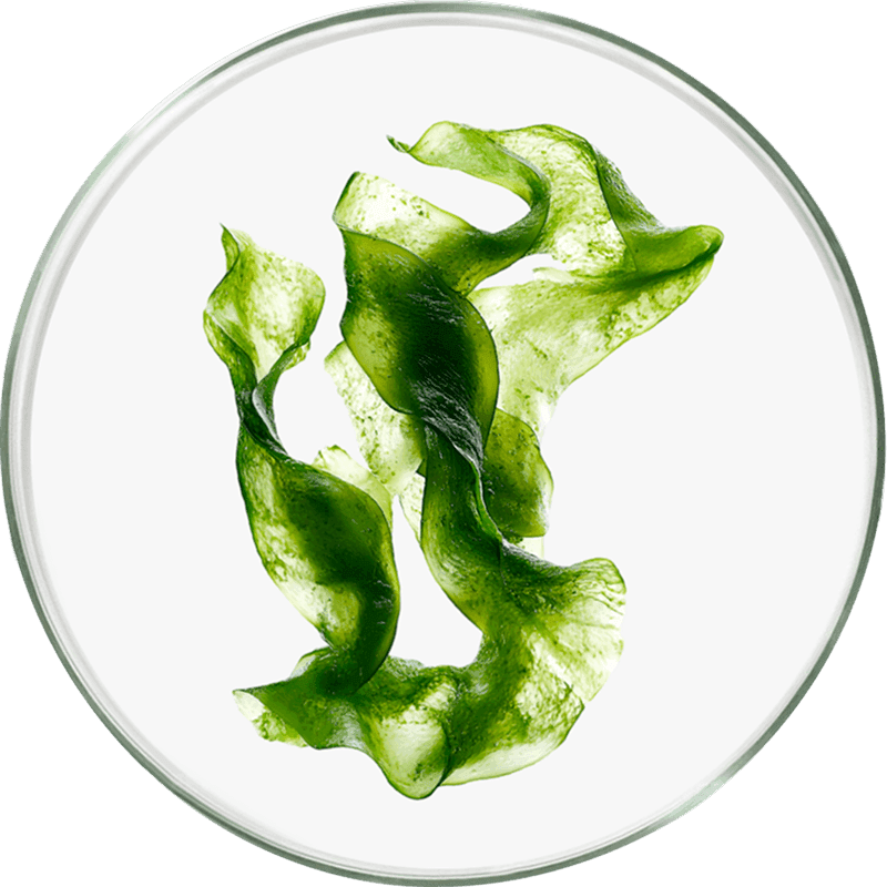 Aloe_Vera_a4a559932f.png