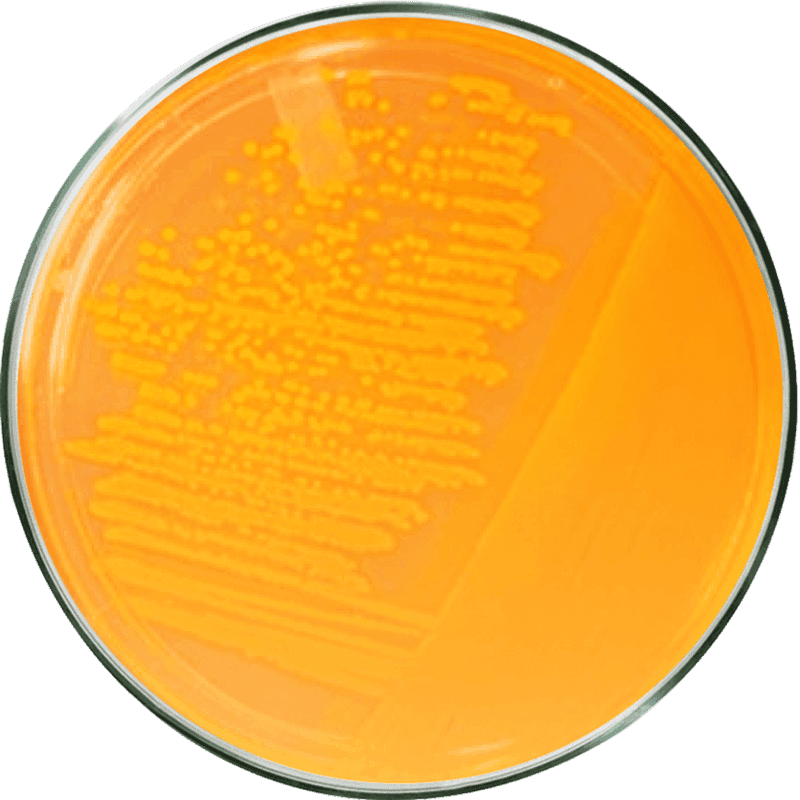 Bacillus_Coagulans_868b04d4e1.png
