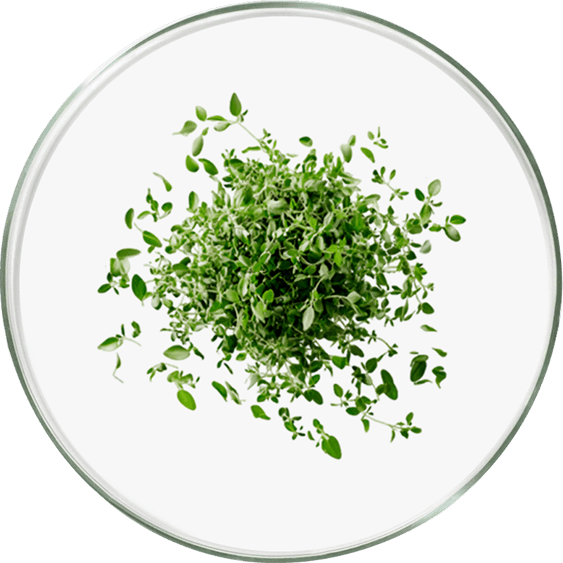 Thymian_ea5651366a.png