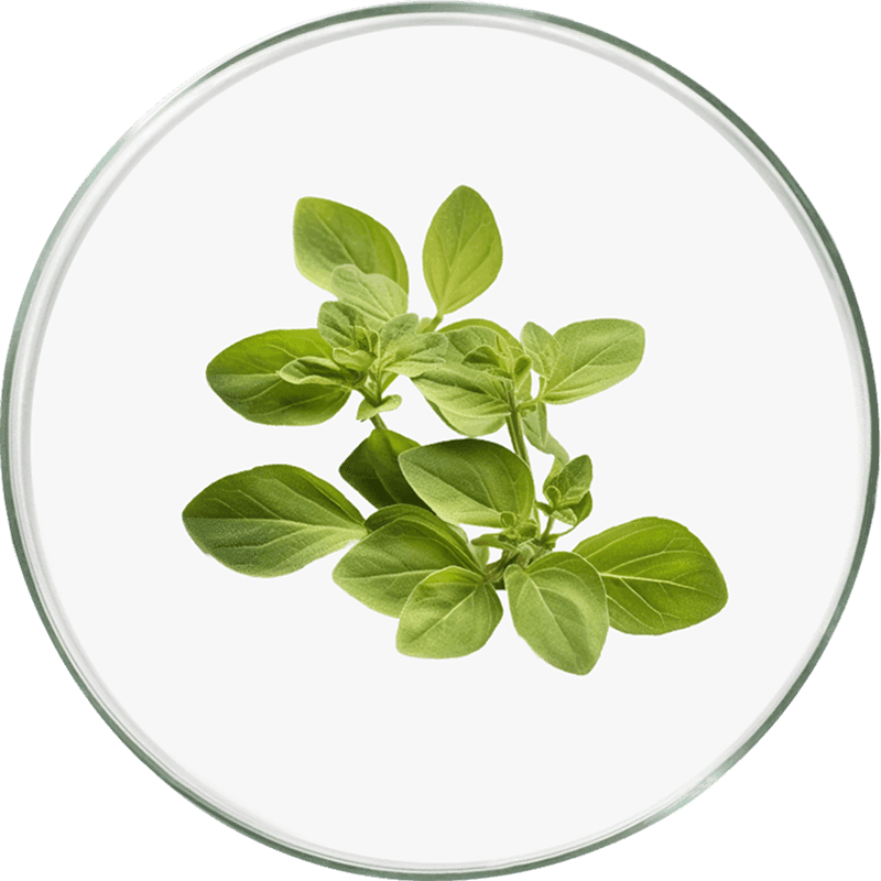 Oregano_ba9f03409e.png